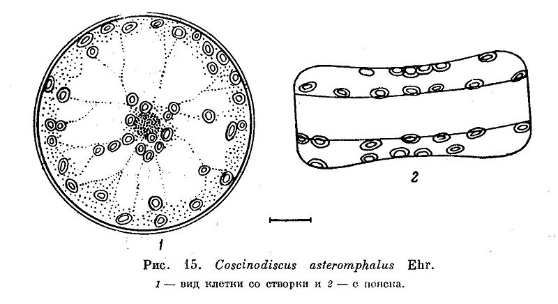 File:Coscinodiscus asteromphalus.jpg