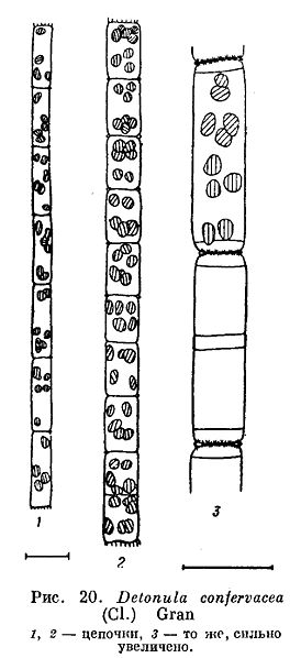 File:Detonula confervacea.jpg