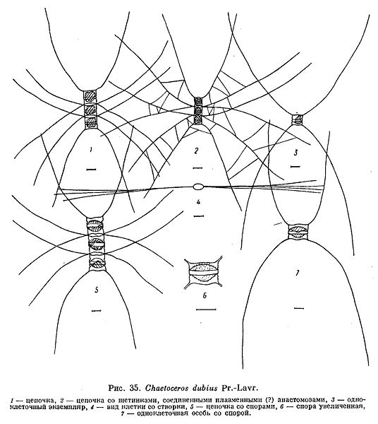 File:Chaetoceros dubius.jpg