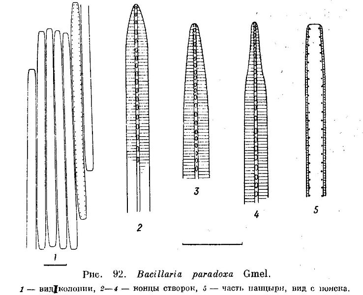 File:Bacillaria paradoxa.jpg