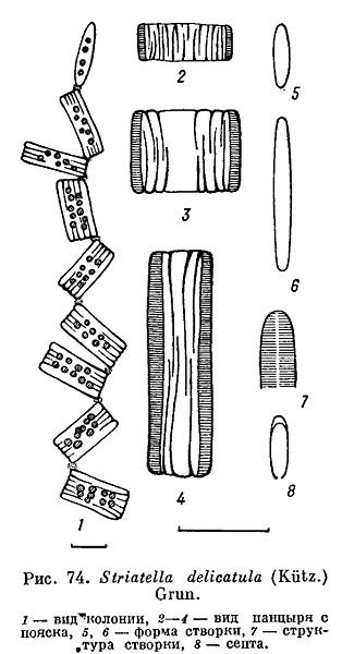 File:Striatella delicatula.jpg