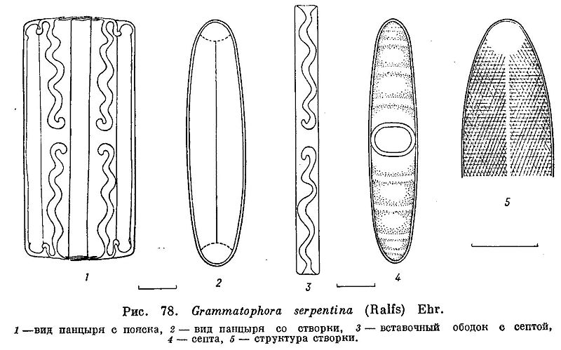 File:Grammatophora serpentina.jpg