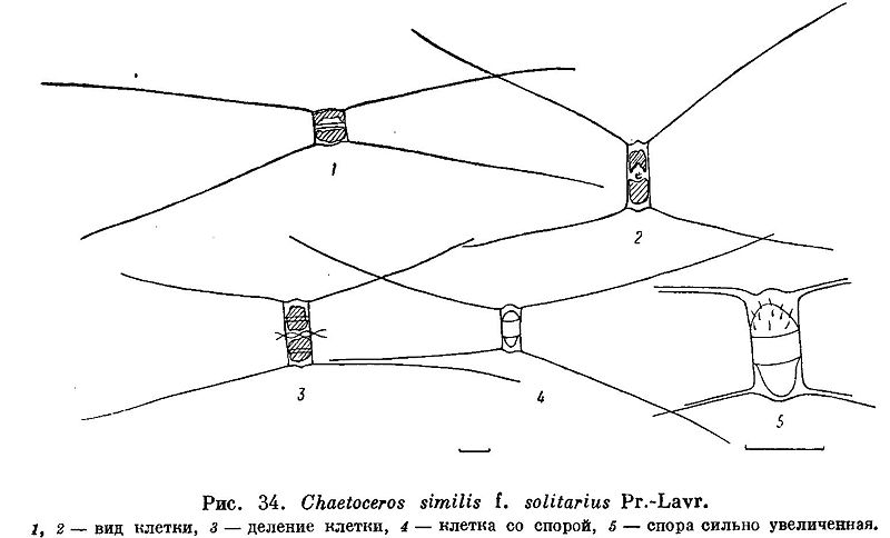 File:Chaetoceros similis f solitarius.jpg