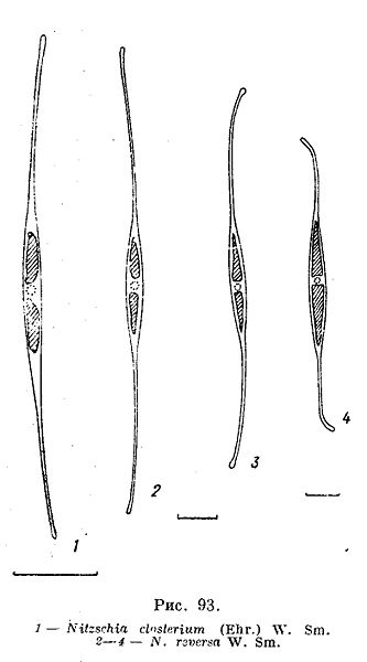 File:Nitzschia closterium reversa.jpg