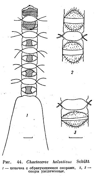 File:Chaetoceros holsaticus.jpg