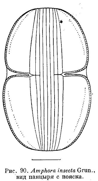 File:Amphora insecta.jpg