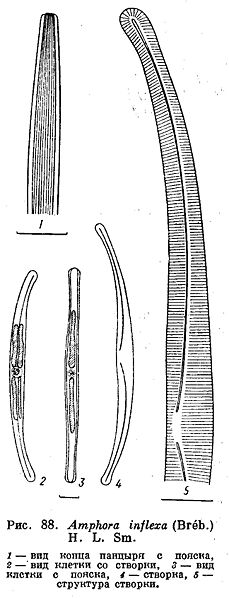 File:Amphora inflexa.jpg