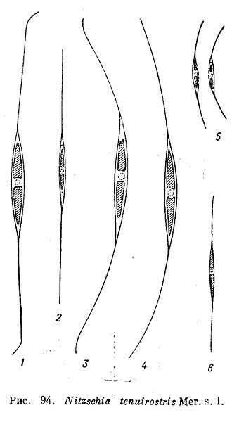 File:Nitzschia tenuirostris.jpg