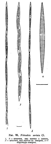 File:Nitzschia seriata.jpg