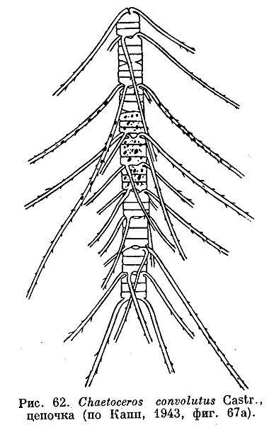 File:Chaetoceros convolutus.jpg