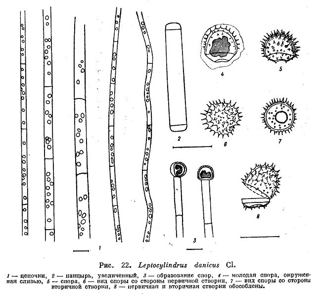 File:Leptocylindrus danicus.jpg