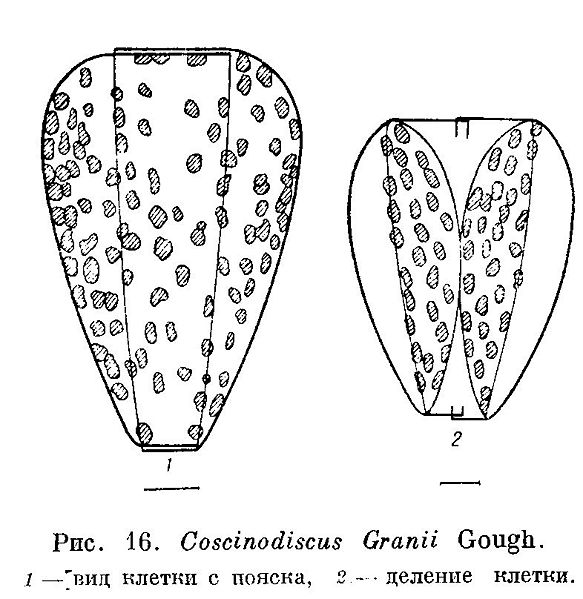 File:Coscinodiscus granii.jpg