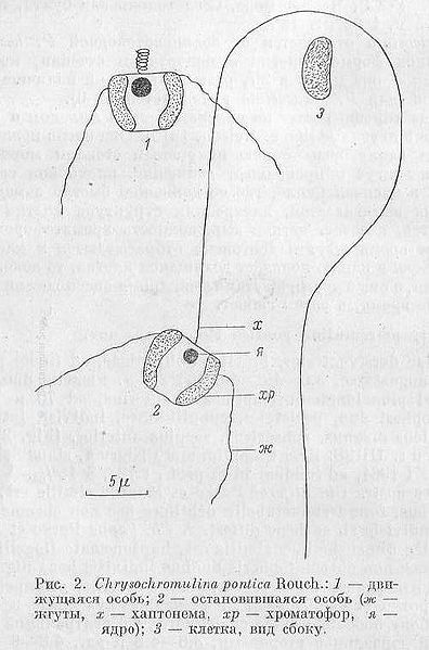 File:Chrysochromulina pontica Rouchijajnen MI 1966.JPG