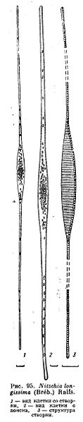 File:Nitzchia longissima.jpg