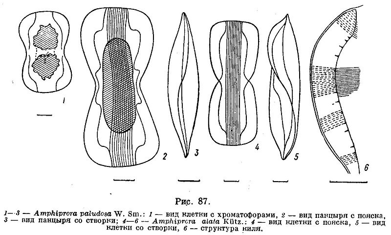 File:Amphiprora.jpg