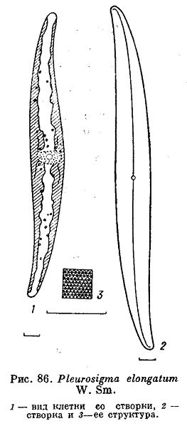 File:Pleurosigma elongatum.jpg