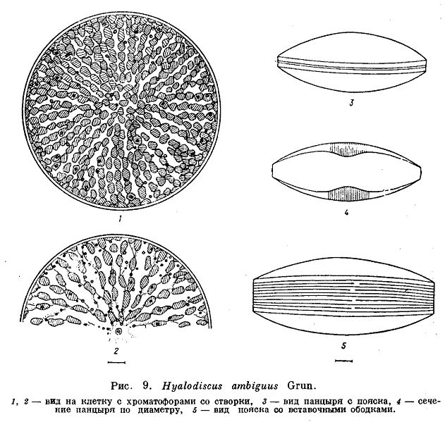 File:Hyalodiscus ambiguus.jpg