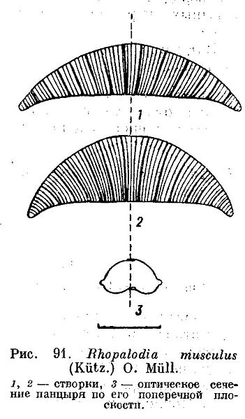 File:Rhopalodia musculus.jpg