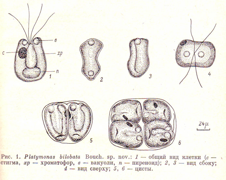 File:Platymonas bilobata.png