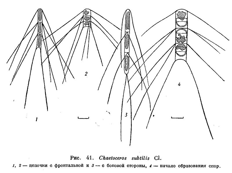 File:Chaetoceros subtilis.jpg