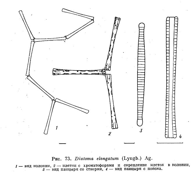 File:Diatoma elongatum.jpg