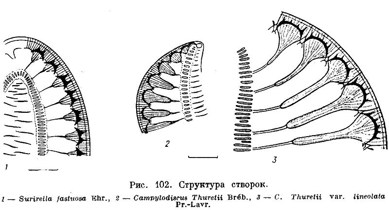 File:Surirella Campylodiscus.jpg