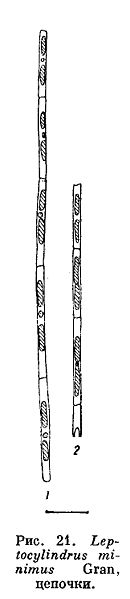 File:Leptocylindrus minimus.jpg