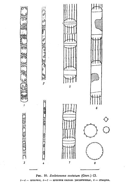 File:Sceletonema costatum.jpg