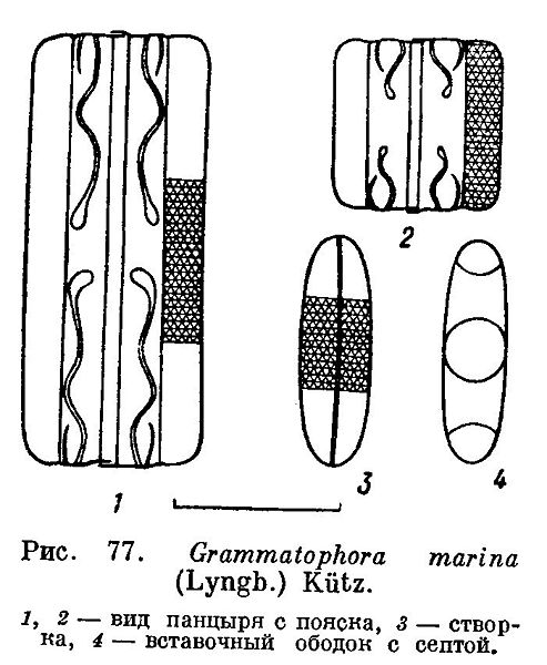 File:Grammatophora marina.jpg