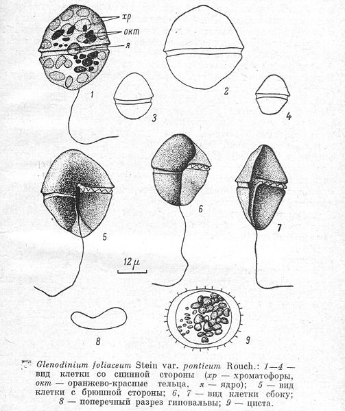 File:Glenodinium foliaceum var ponticum.jpg