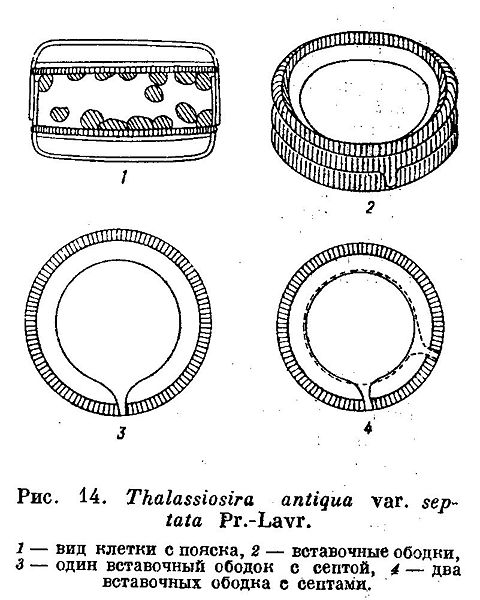 File:Thalassiosira antiqua var septata.jpg