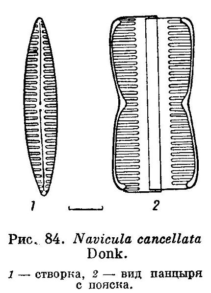 File:Navicula cancellata.jpg