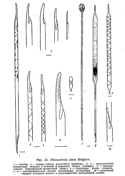 File:Rhizosolenia alata.jpg