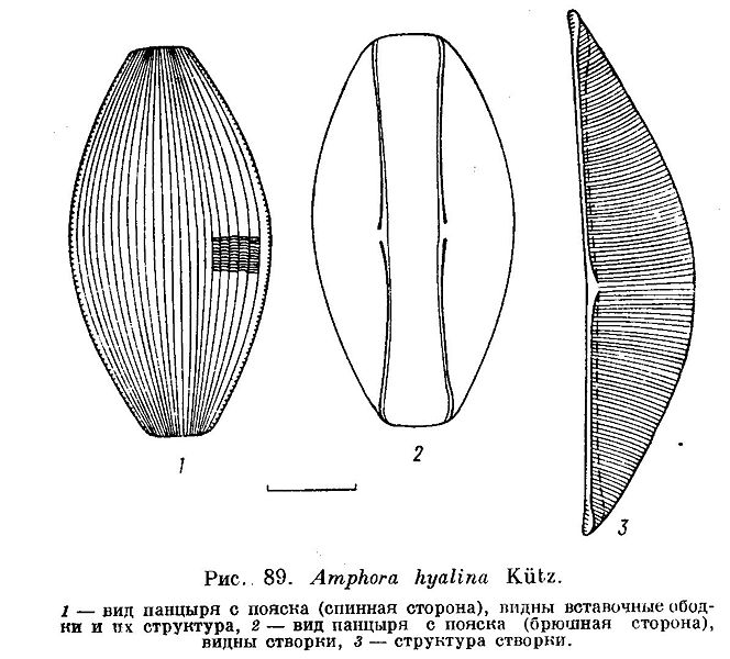 File:Amphora hyalina.jpg