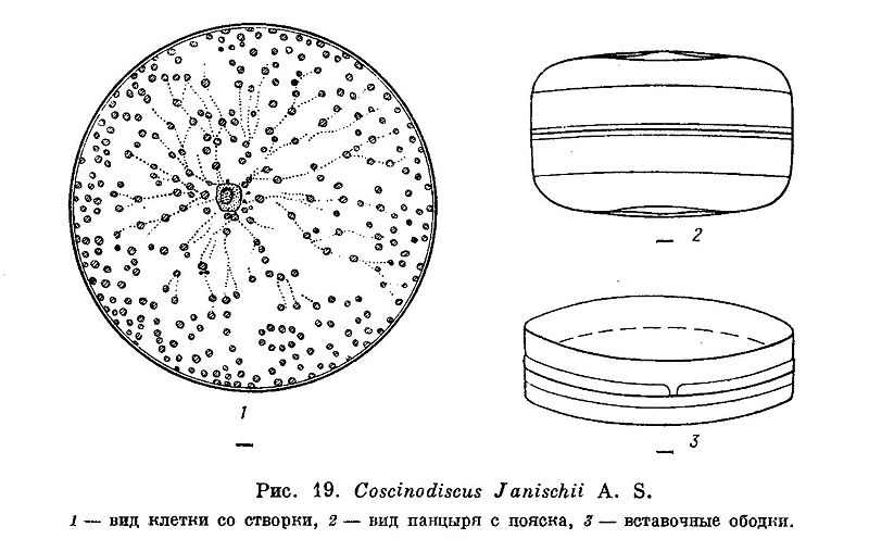 File:Coscinodiscus janischii.jpg