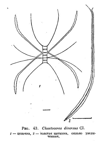 File:Chaetoceros diversus.jpg