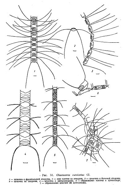 File:Chaetoceros curvisetus.jpg