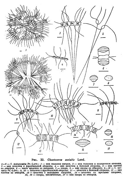 File:Chaetoceros socialis.jpg