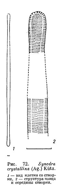 File:Synedra crystallina.jpg