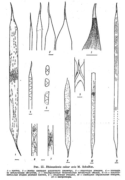 File:Rhizosolenia calcar avis.jpg