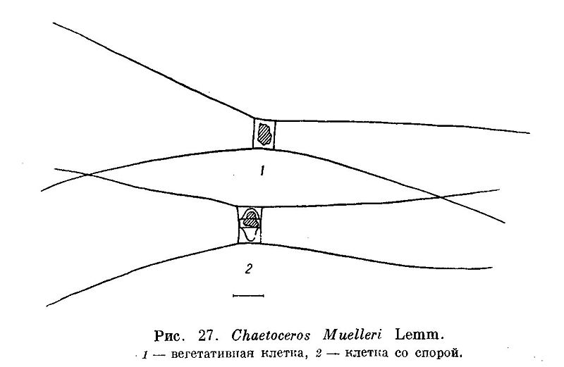 File:Chaetoceros muelleri.jpg