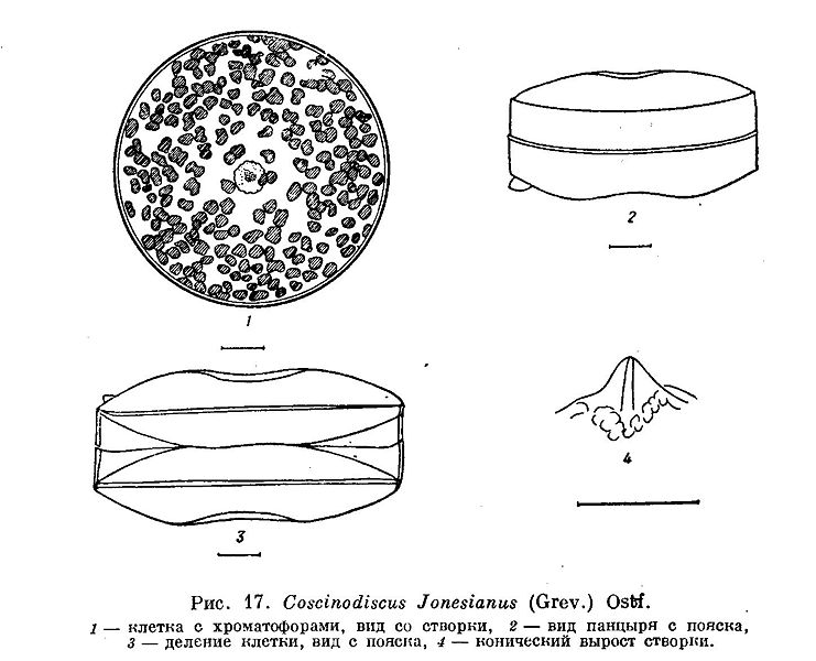 File:Coscinodiscus jonesianus.jpg