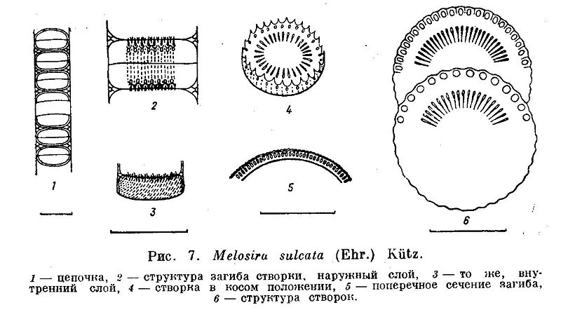 File:Melosira sulcata.jpg