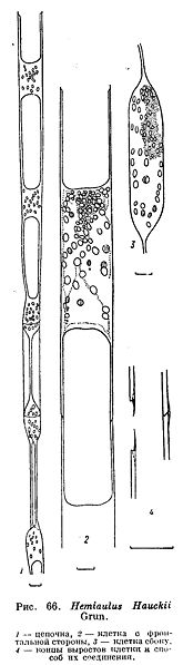 File:Hemiaulus hauckii.jpg