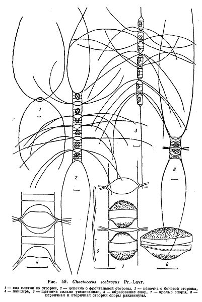 File:Chaetoceros scabrosus.jpg