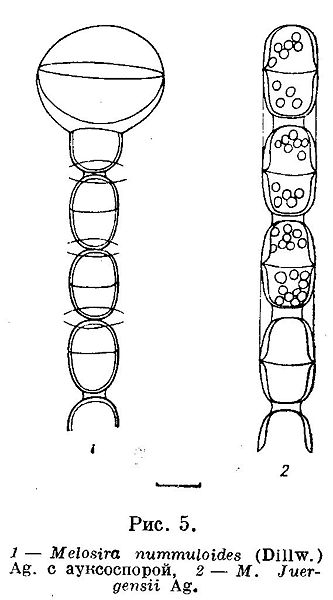 File:Melosira nummuloides.jpg