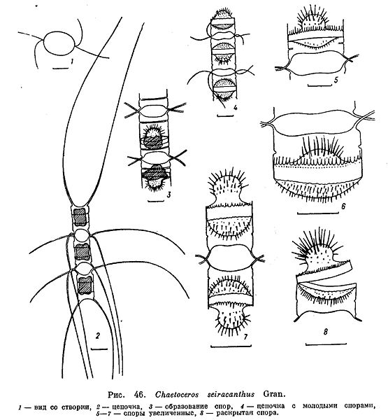 File:Chaetoceros seiracanthus.jpg