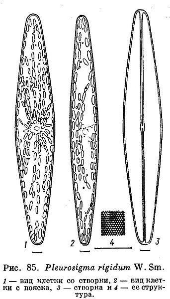 File:Pleurosigma rigidum.jpg