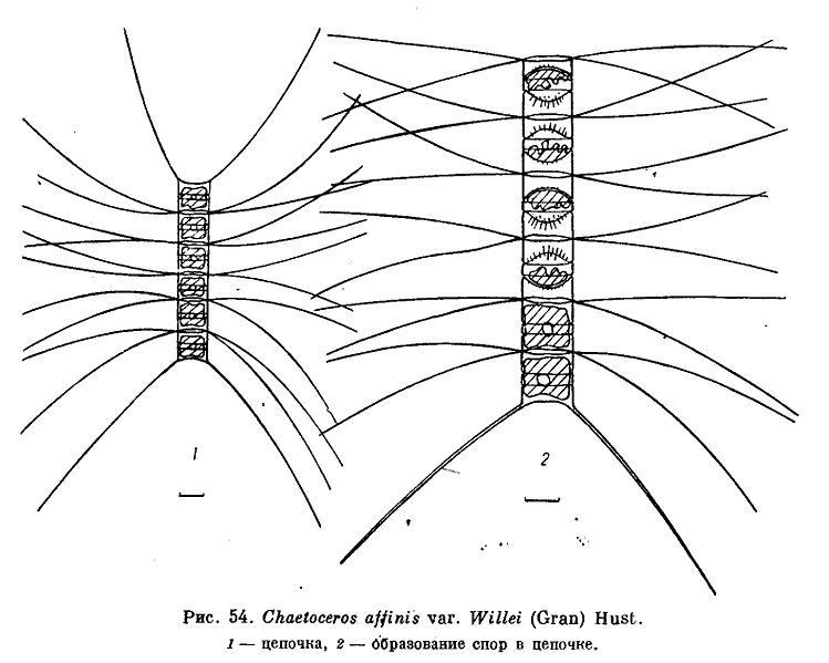 File:Chaetoceros affinis var willei.jpg