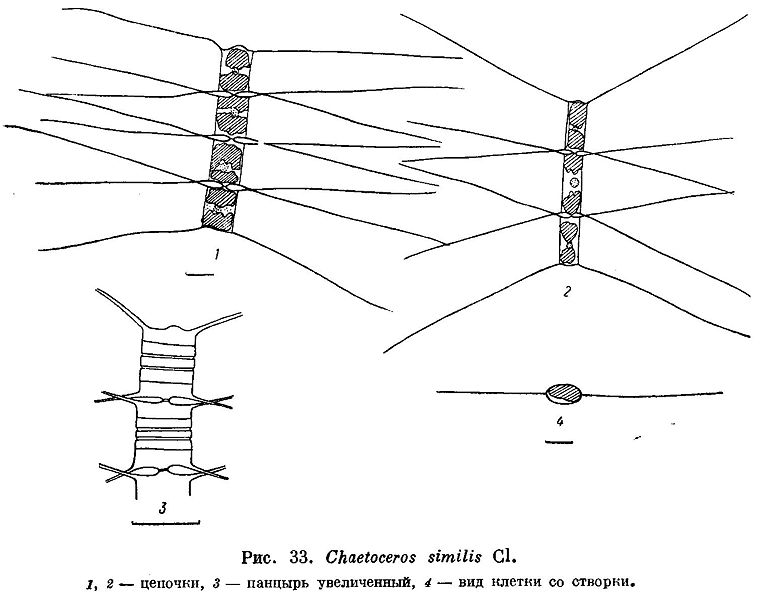 File:Chaetoceros similis.jpg